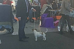 Doglive_8